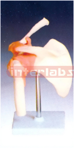 Life-Size Shoulder Joint